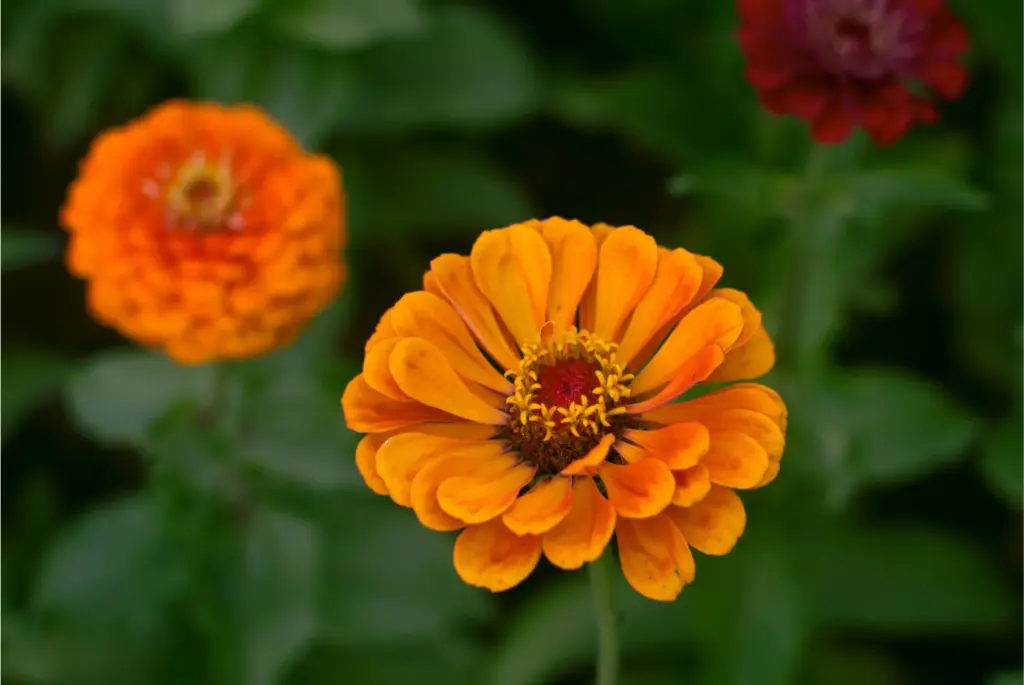 Zinnia flowers in bloom, a common source of seasonal pollen