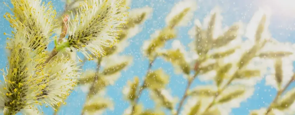 A person outdoors in a field of grass and pollen
