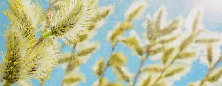A person outdoors in a field of grass and pollen