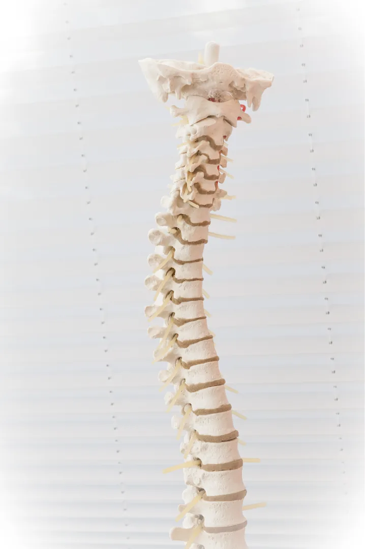 An anatomical model of the spine standing in front of window blinds